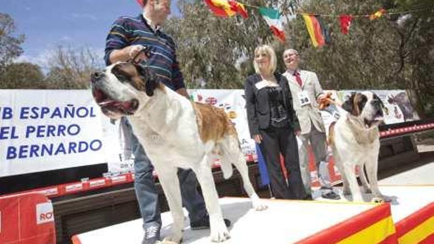 Decenas de canes de la raza San Bernardo participan en un concurso y exhibición