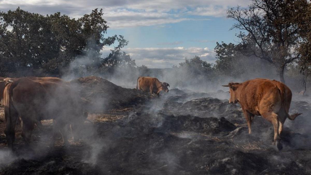 Vacas pastando entre las cenizas por el incendio en Sierra de la Culebra en Melgar de Tera.