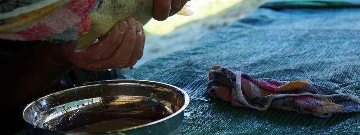 Criar salmones en cautividad perjudica gravemente a la especie, según los expertos