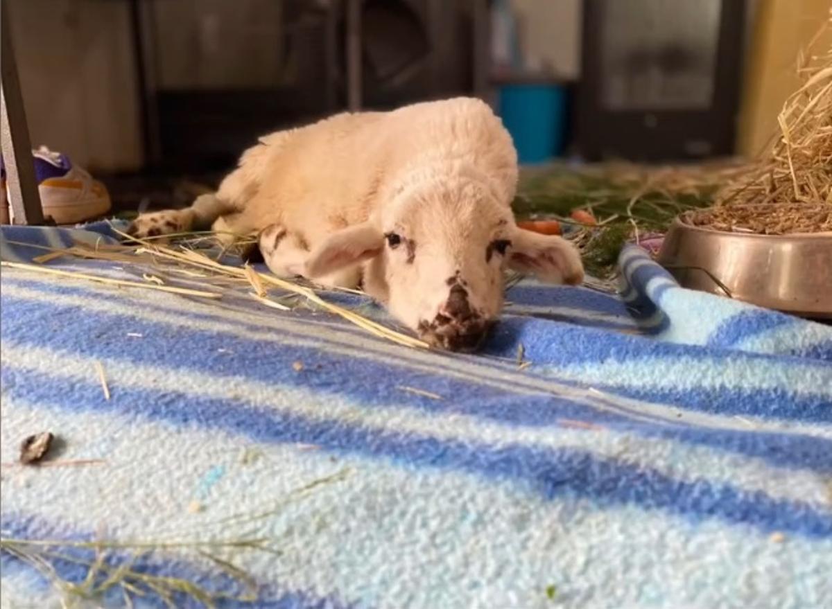 Pepito, en su primera mañana en su nuevo hogar