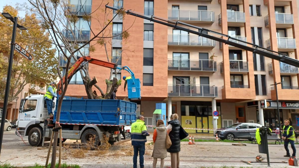 Inca sustituye una treintena de árboles de la Gran Via de Colom que presentan “defectos estructurales”