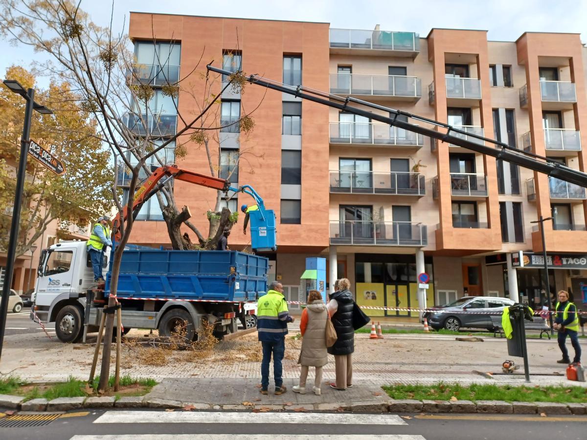 Inca sustituye una treintena de árboles de la Gran Via de Colom que presentan “defectos estructurales”