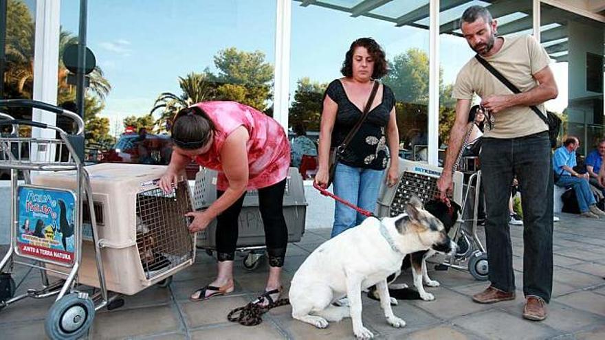 Los tres últimos canes que han encontrado un hogar en Suecia salieron de Elche el viernes.