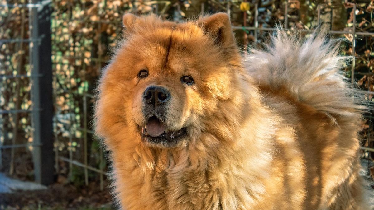 Chow Chow: una de las razas de perros más exclusivas