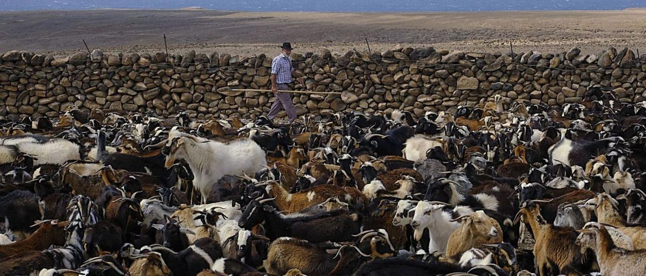 Apañada de cabras en Fuerteventura.