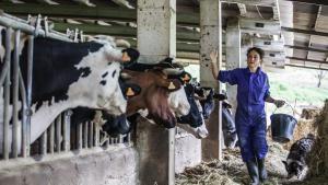 Vacas en la explotación del Mas el Lladré, que gestionan las hermanas Imma y Marina Puigcorbé en Les Lloses (Ripollès).