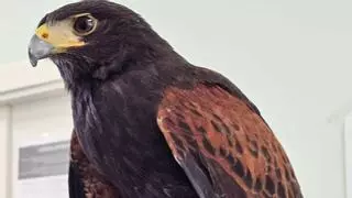 "Detenida" un águila fugada, de las que se utiliza para espantar palomas