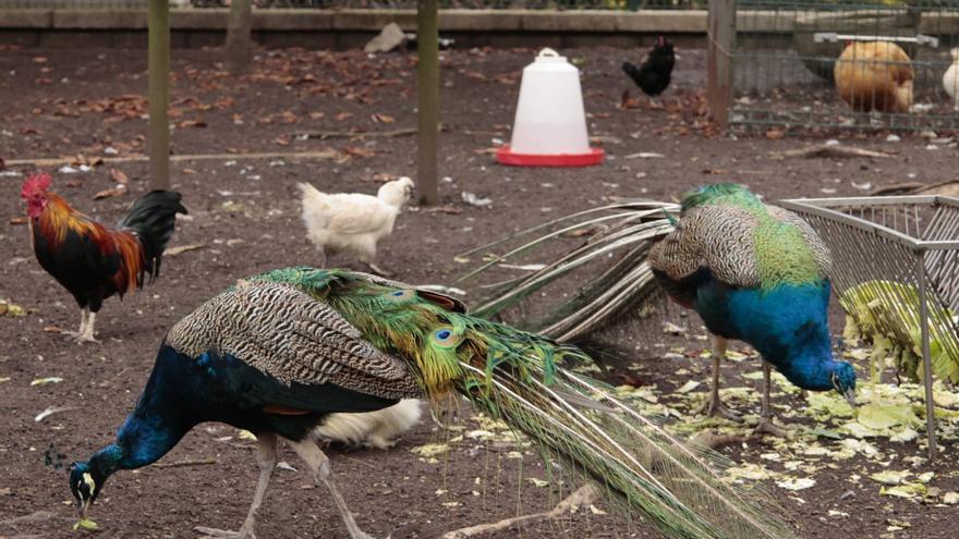 Los dos últimos pavos reales de Isabel la Católica: el nuevo plan municipal para el gran parque de Gijón