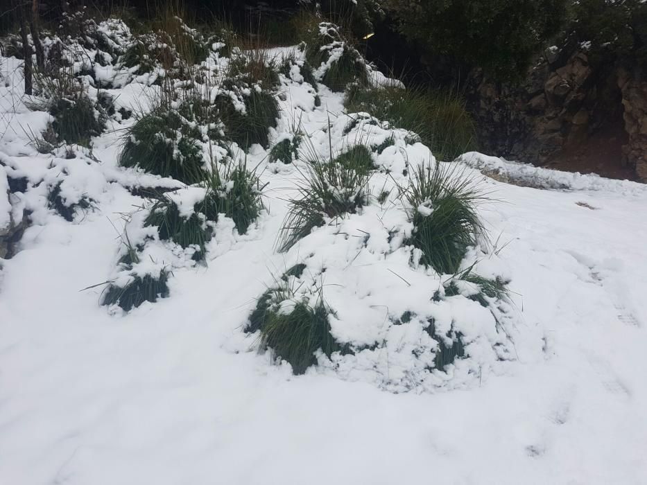 Am Samstag (10.2.) schneite es weiter in der Tramuntana.