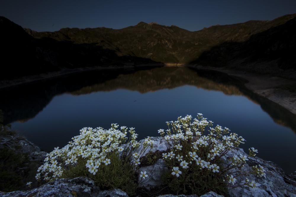 Flores y aguaLa noche caía en el lago de Calabazosa. Sobre el promontorio de caliza la primavera plantó sus floresLagos de Saliencia, Somiedo