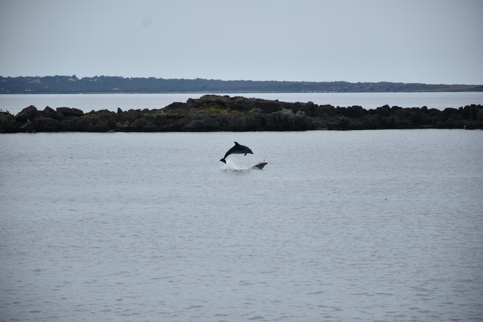 Delfines en  s'Espalmador