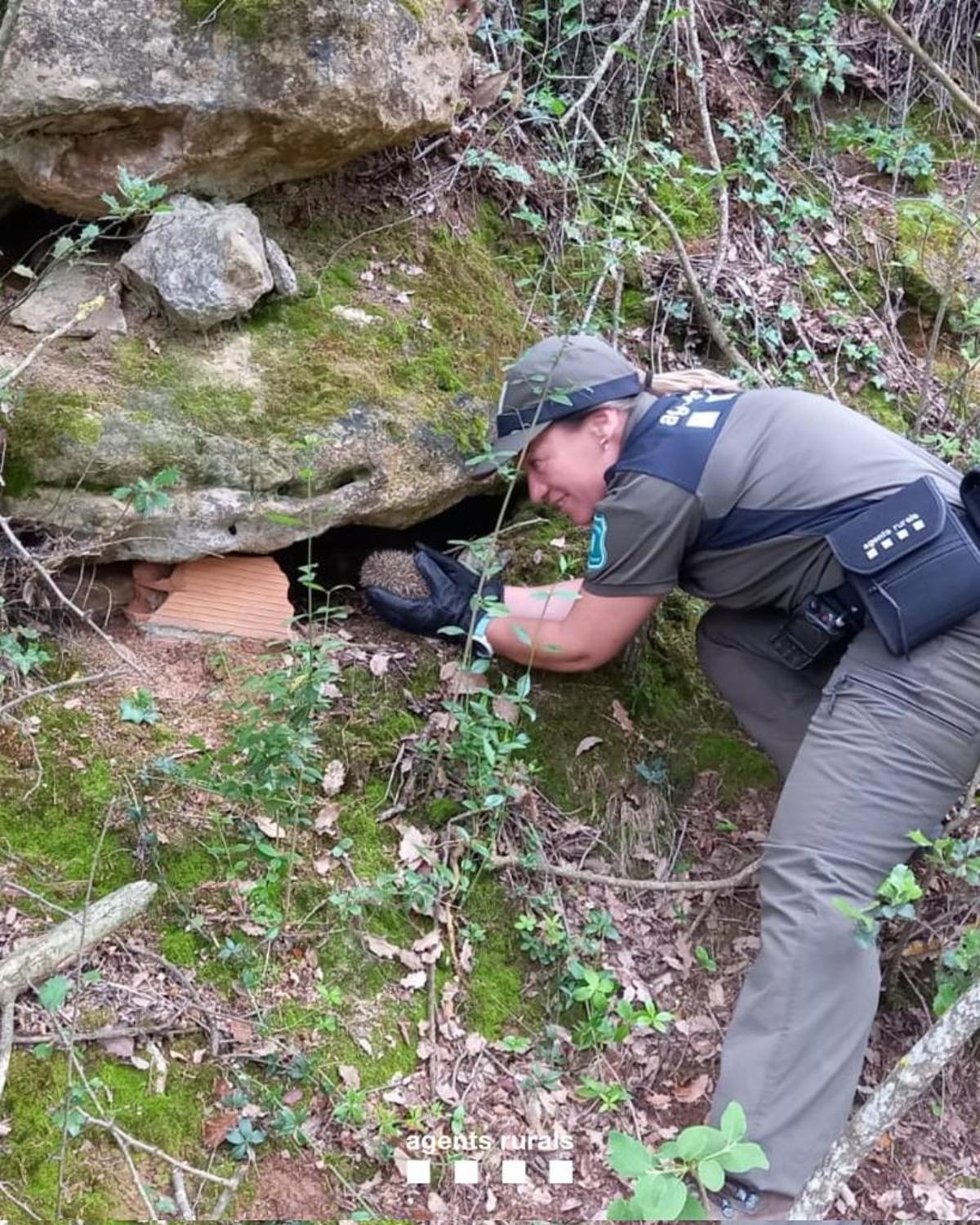 Una agent rural rescatant una mare amb quatre cries d’eriçó fosc en un forat d’un mur de pedra, a Solsona