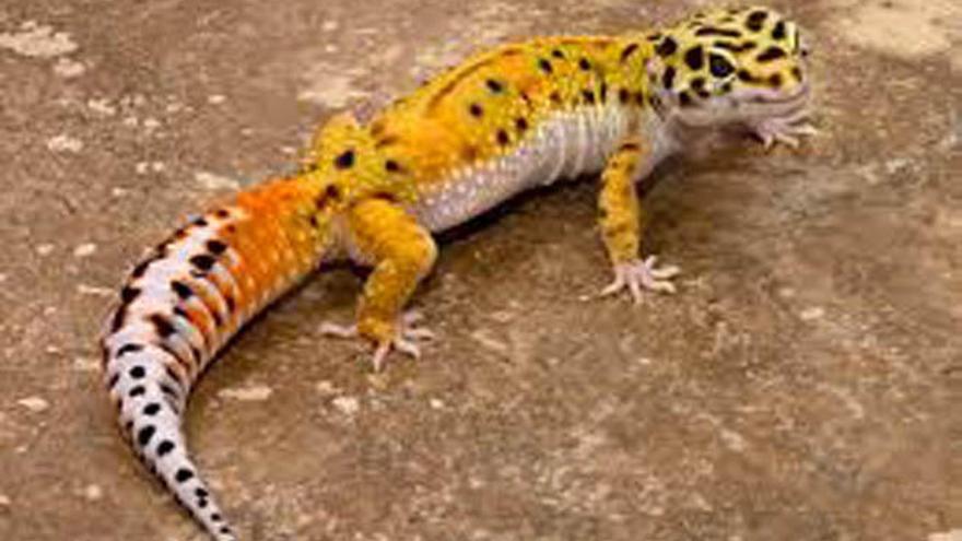 Ejemplar de lagarto gecko leopardo