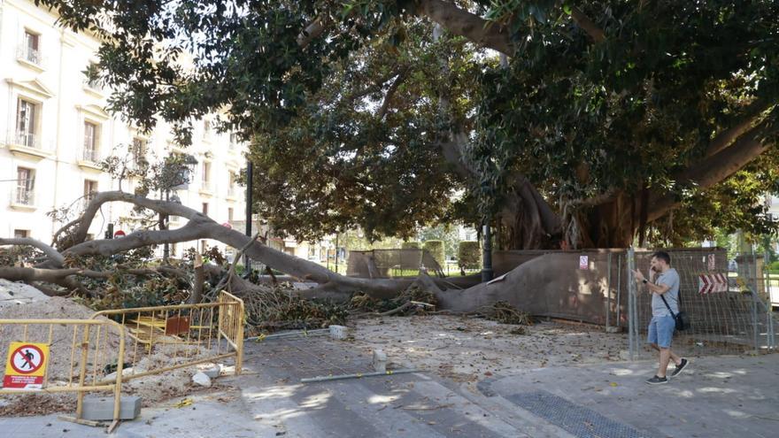 Se desploma parte de uno de los ficus centenarios del Parterre