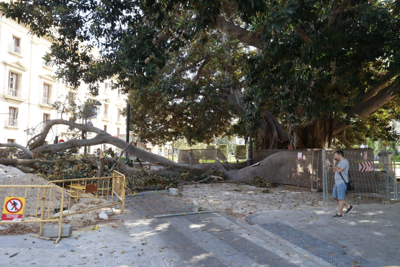 Se desploma parte de uno de los ficus centenarios del Parterre