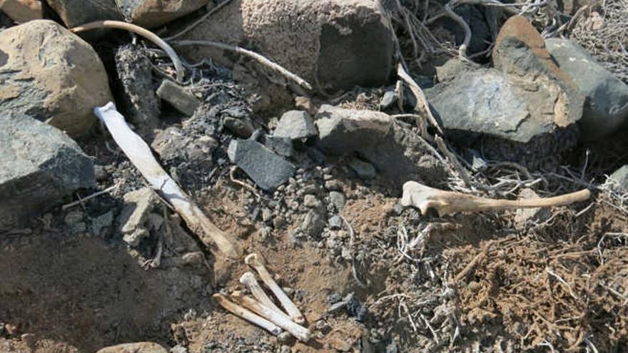 Los huesos descubiertos ayer por unos operarios en Pozo Izquierdo.