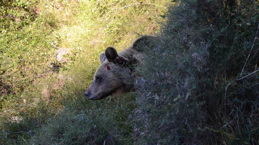 Comienza el primer censo genético nacional de oso pardo cantábrico