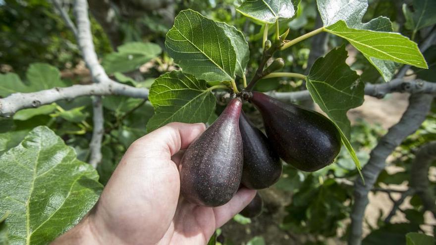 ¿Cómo está bien dicho: &quot;de uvas a peras&quot;, &quot;de uvas a brevas&quot; o &quot;de higos a brevas&quot;?