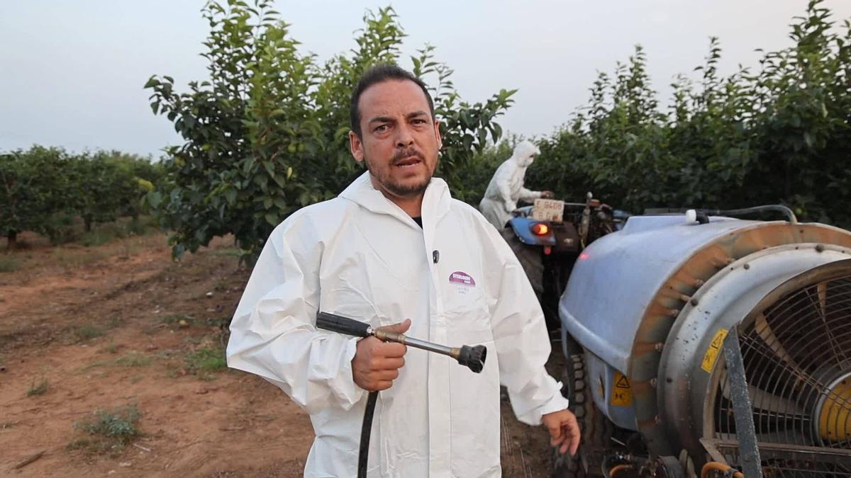 Aitor , productor y comerciante de caquis, en una explotació de Benimodo.