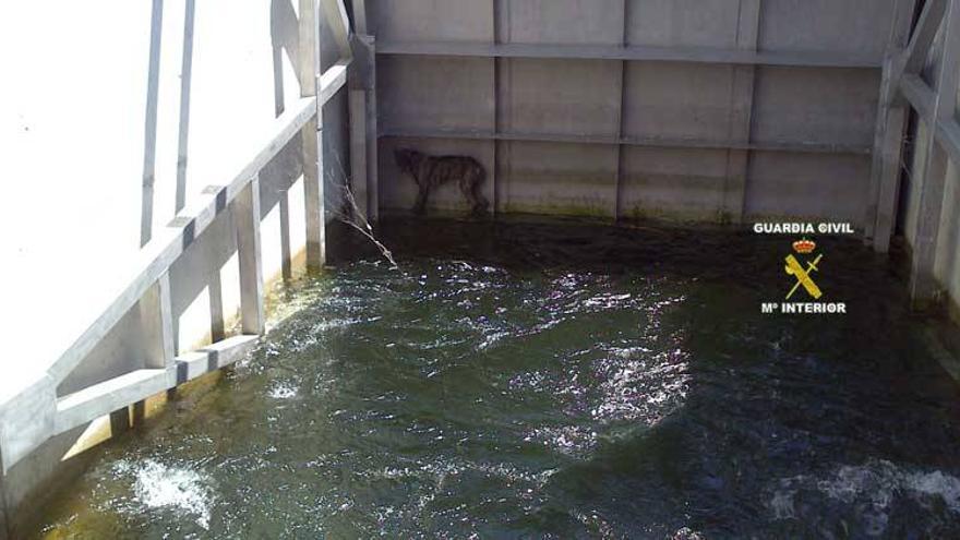 La Guardia Civil rescata a un perro atrapado en la compuerta de un canal de riego de Orellana