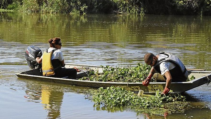 El Gobierno destina 600.000  para erradicar el camalote en el Guadiana