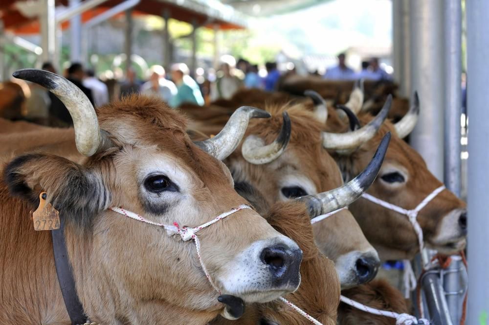 Feria de ganado en Campo de Caso