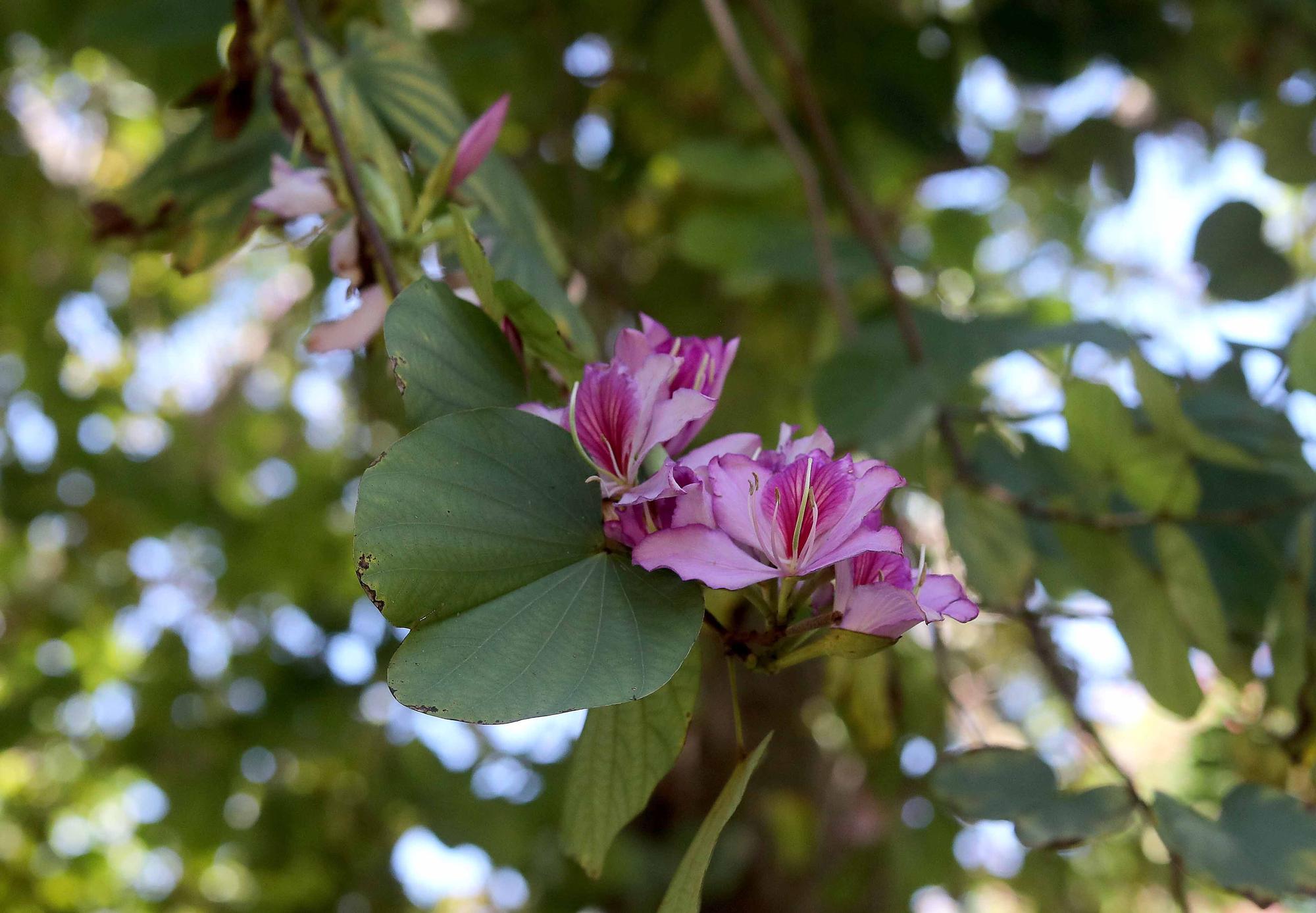 Las flores del Jardín Botánico en primavera