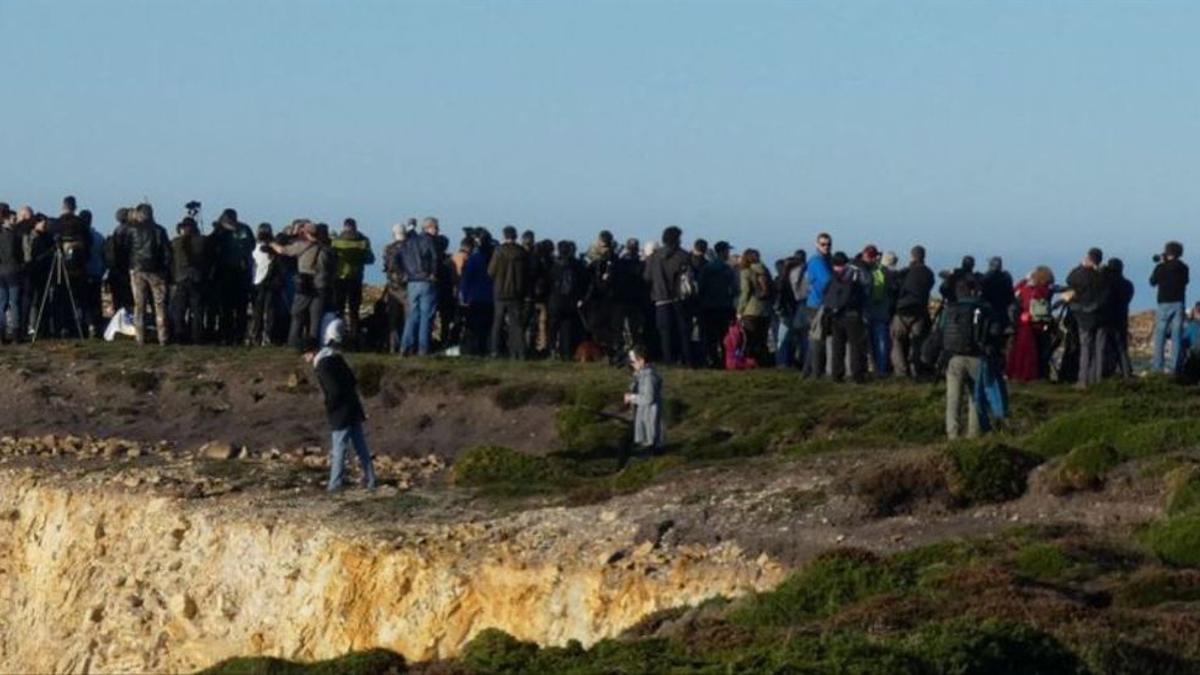 Cientos de personas ante el búho nival avistado en el Cabo Peñas.