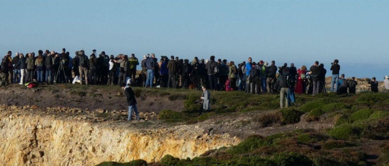 Cientos de personas ante el búho nival avistado en el Cabo Peñas.