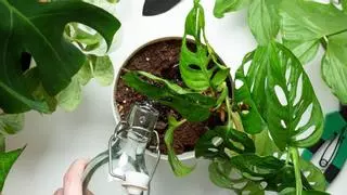 Antes de regar tus plantas este fin de semana, mira la tierra: “Que la superficie esté seca no siempre significa que necesiten agua”