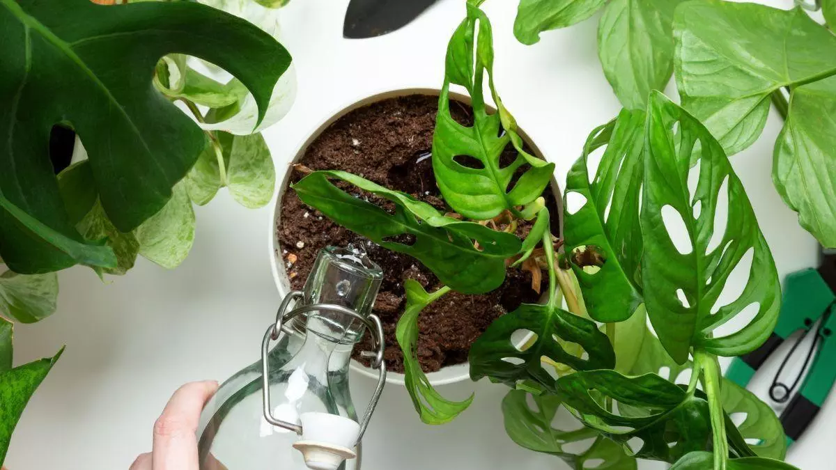 Antes de regar tus plantas este fin de semana, mira la tierra: “Que la superficie esté seca no siempre significa que necesiten agua”