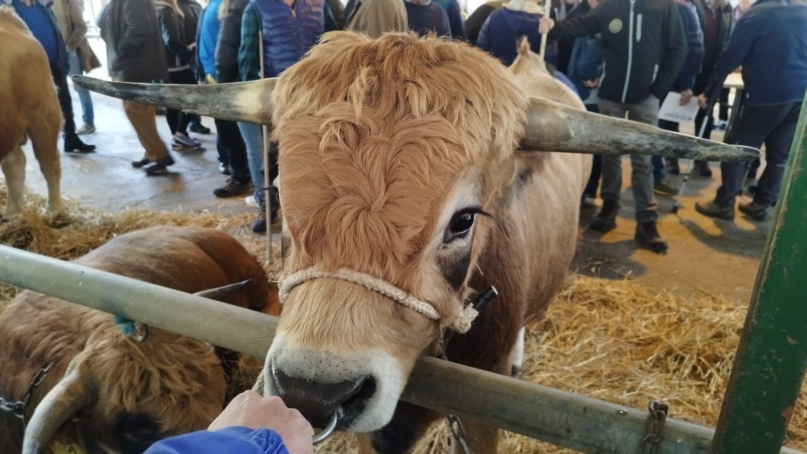 "León", el semental estrella de la subasta de ASEAMO en Cangas de Onís