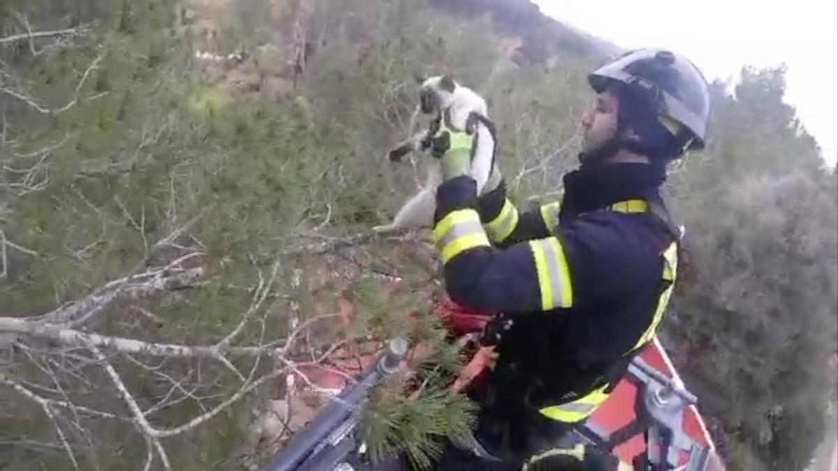 Vídeo del rescate de los bomberos de un gato subido a un pino en Ibiza