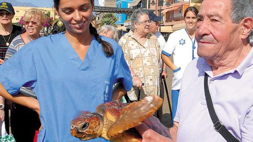 Tortugas a la mar