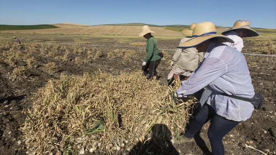 Coronavirus en Córdoba: Asaja alerta de la falta de mano de obra en el ajo