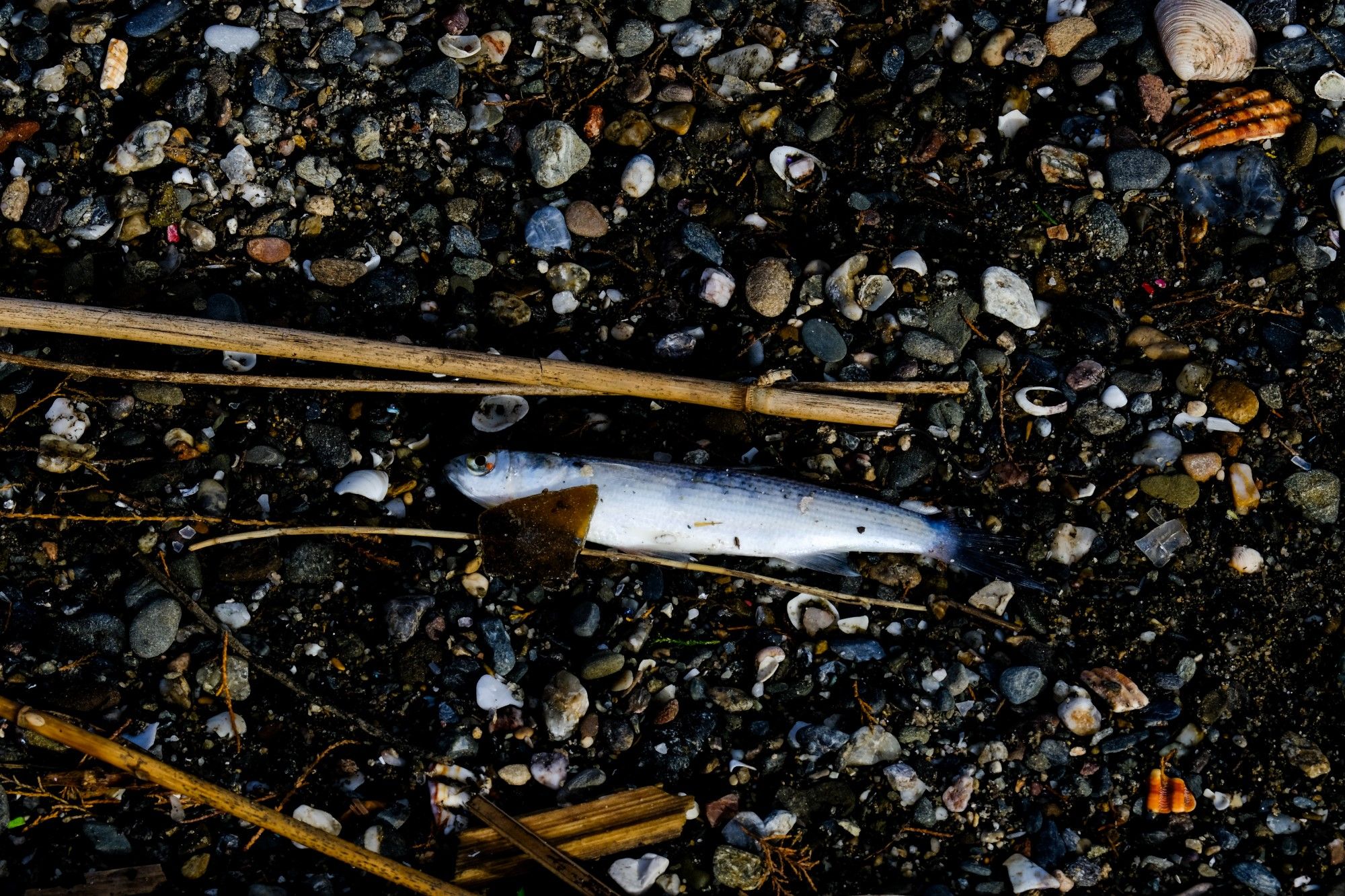 Así continúa este domingo la desembocadura del Guadalhorce, llena de peces muertos