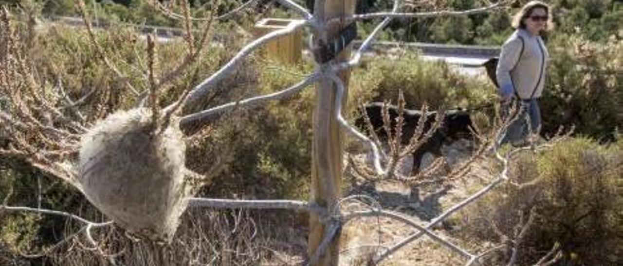 La zona del Benacantil, llena de bolsas.