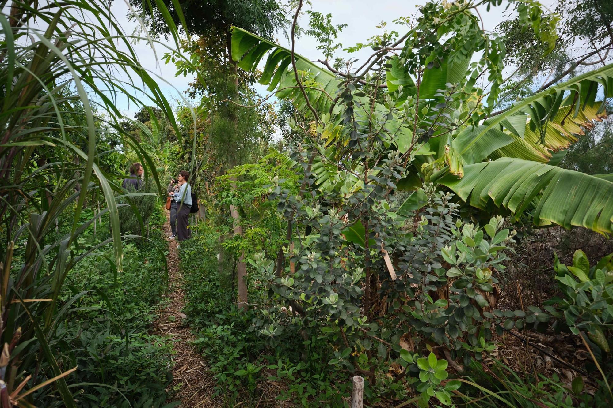 Única finca de vainilla de Tenerife