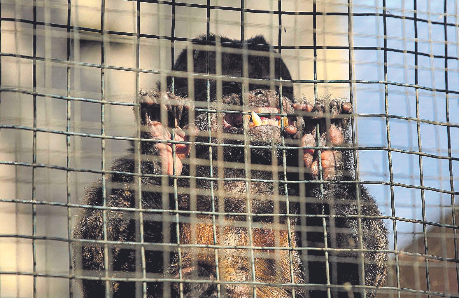 Un primate recuperado en una jaula de Naturaparc.jpg