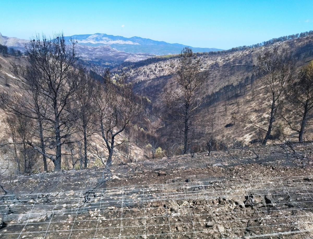 La devastación del incenio del verano de 2022 en la Vall d'Alcalà