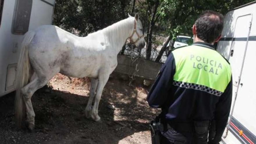 Un caballo accede a la autovía de Madrid y corta el tráfico hasta que logran capturarlo