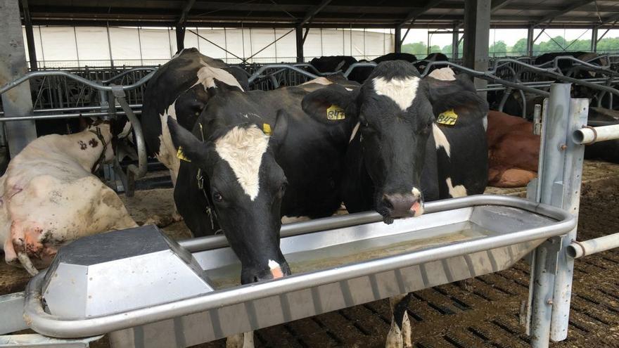 Cardil y Suevia se unen para suministrar bebederos al mercado español