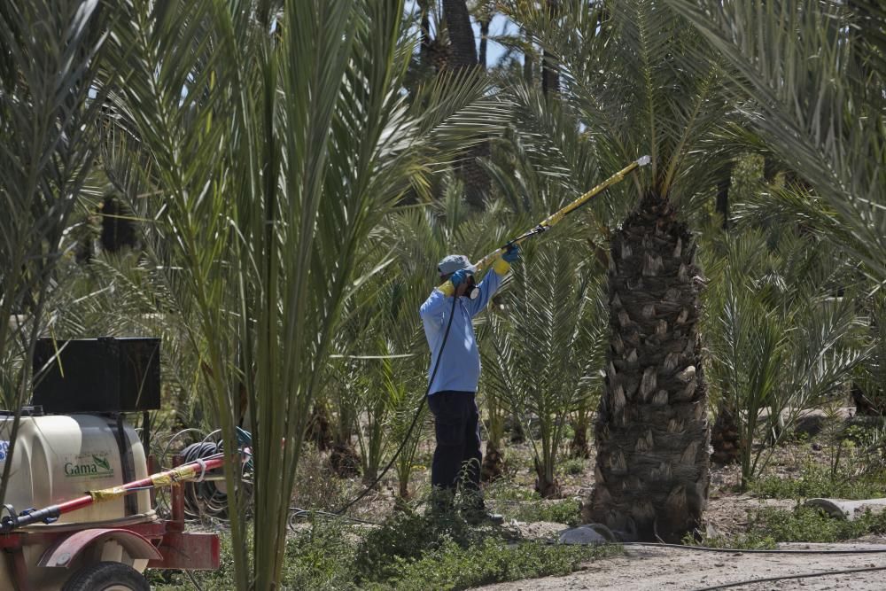 Investigación de la UMH sobre el Palmeral