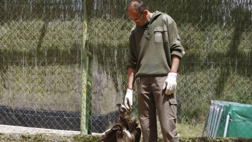 El CREA de Los Villares recupera el 50% de animales ingresados