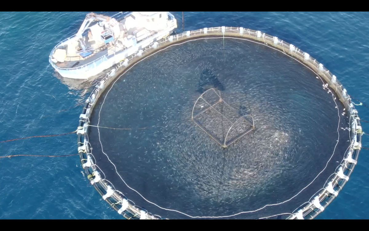 Una piscifactoría marina, a vista de dron.