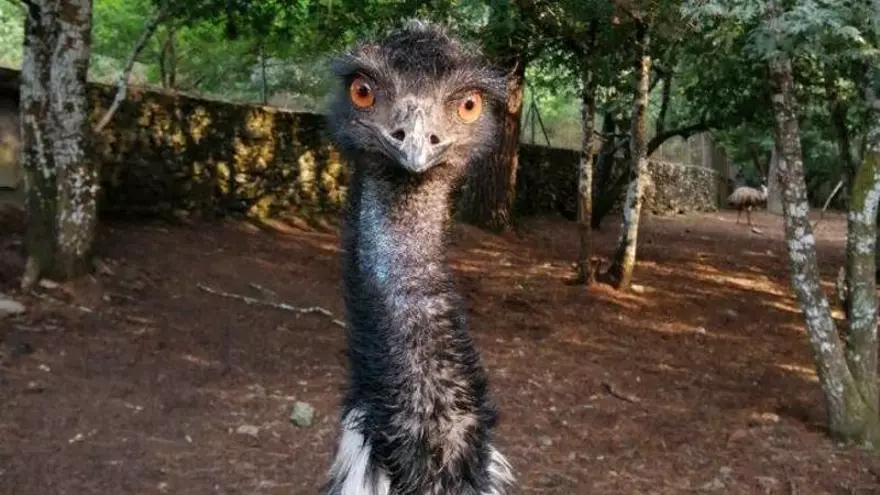 Entre cebras, osos, emús y capibaras: así es el 'Cabárceno gallego' a dos horas de Vigo