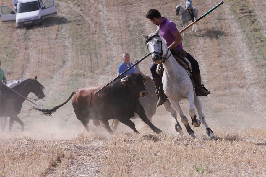 Encierro de campo en Villaescusa