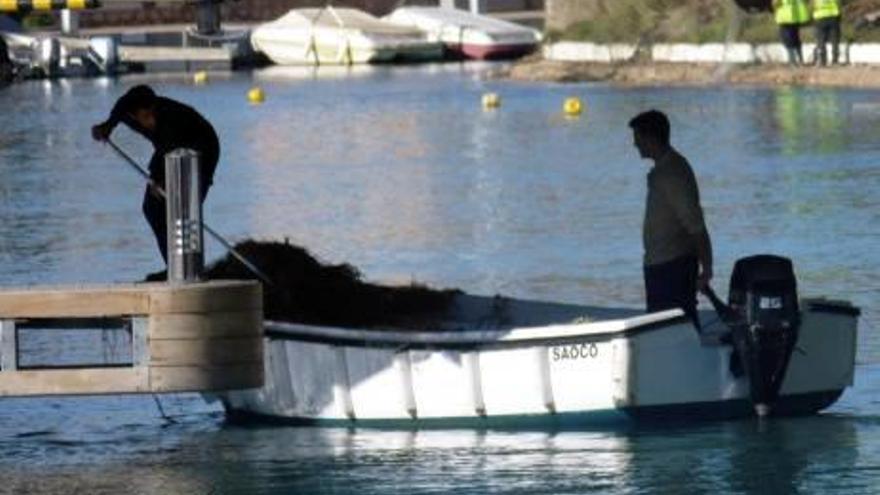 Retiran raíces que se enredaban en las hélices de las barcas