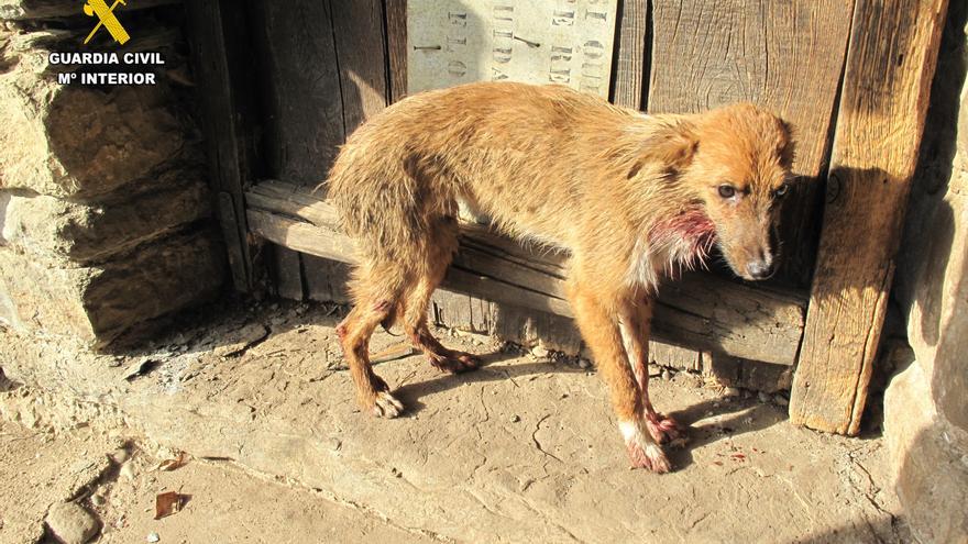 Denunciada una mujer por maltratar a perros en una finca rural de Huesca
