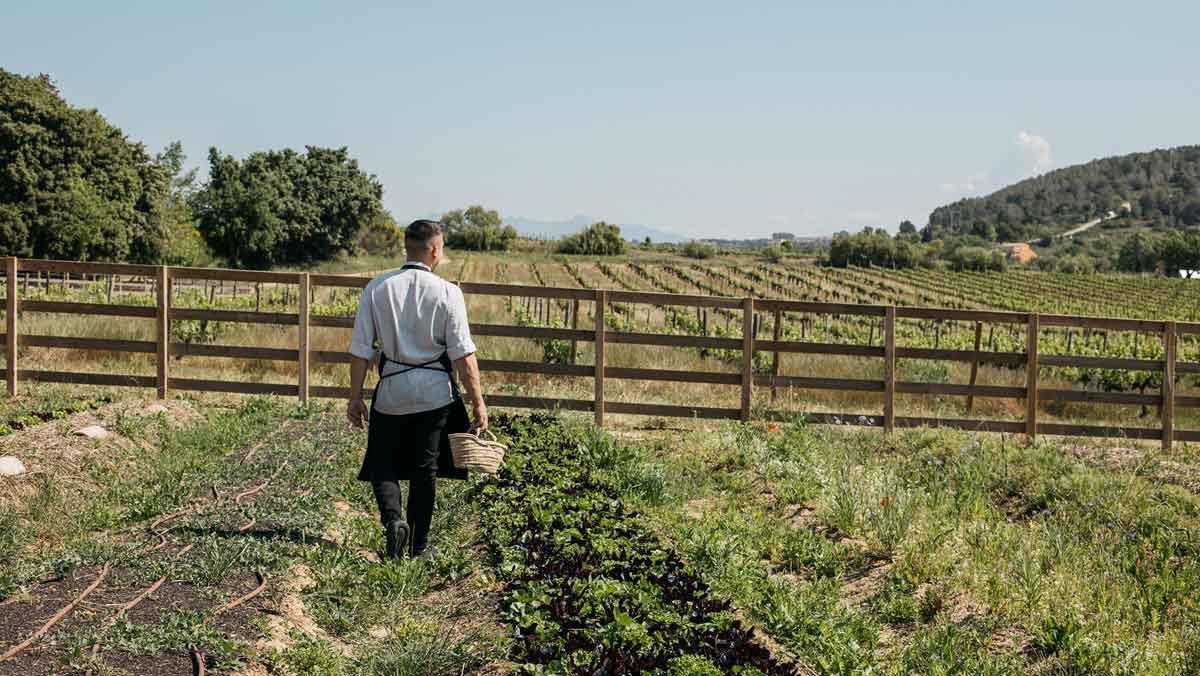 Viñedo de Familia Torres, una de las bodegas protagonistas del programa de actividades de BWW.